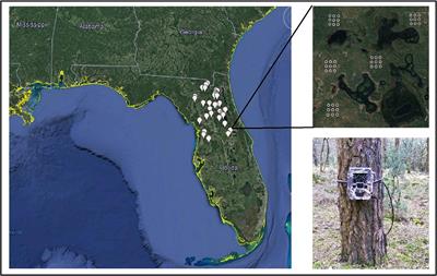 Woody Cover Mediates Fox and Gray Squirrel Interactions